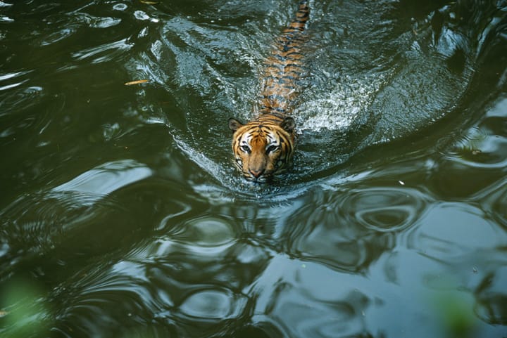 The baby tiger